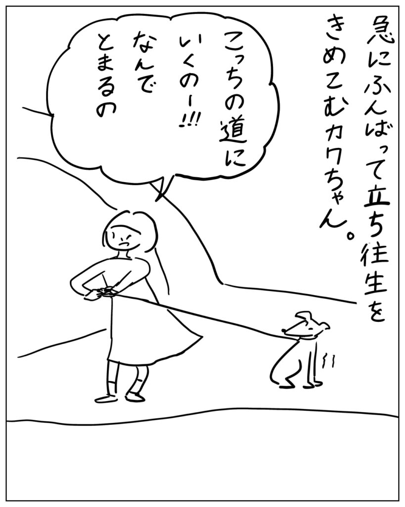 急にふんばって立ち往生をきめこむカワちゃん。 こっちの道にいくのー!!なんでとまるの