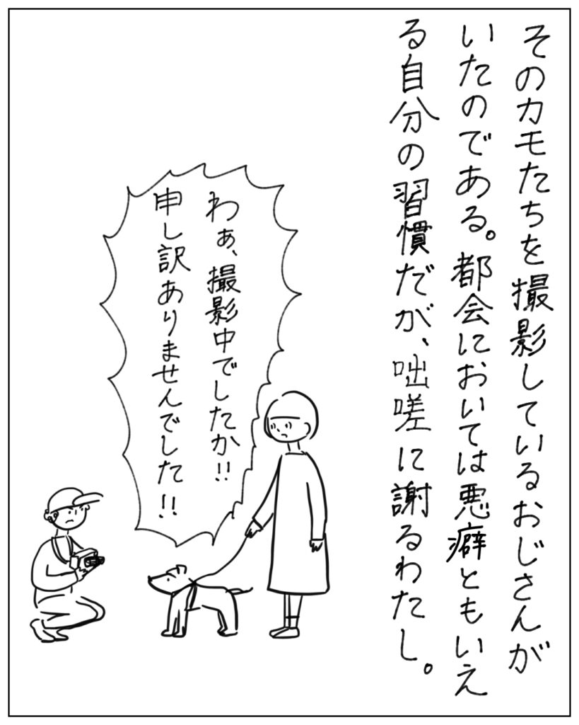 そのカモたちを撮影しているおじさんがいたのである。都会においては悪癖ともいえる自分の習慣だが、咄嗟に謝る私。
わぁ撮影中でしたか！！申し訳ありませんでした！！