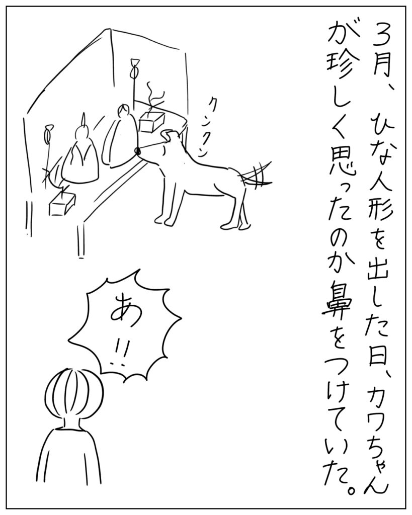 3月、ひな人形を出した日、カワちゃんが珍しく思ったのか鼻をつけていた。